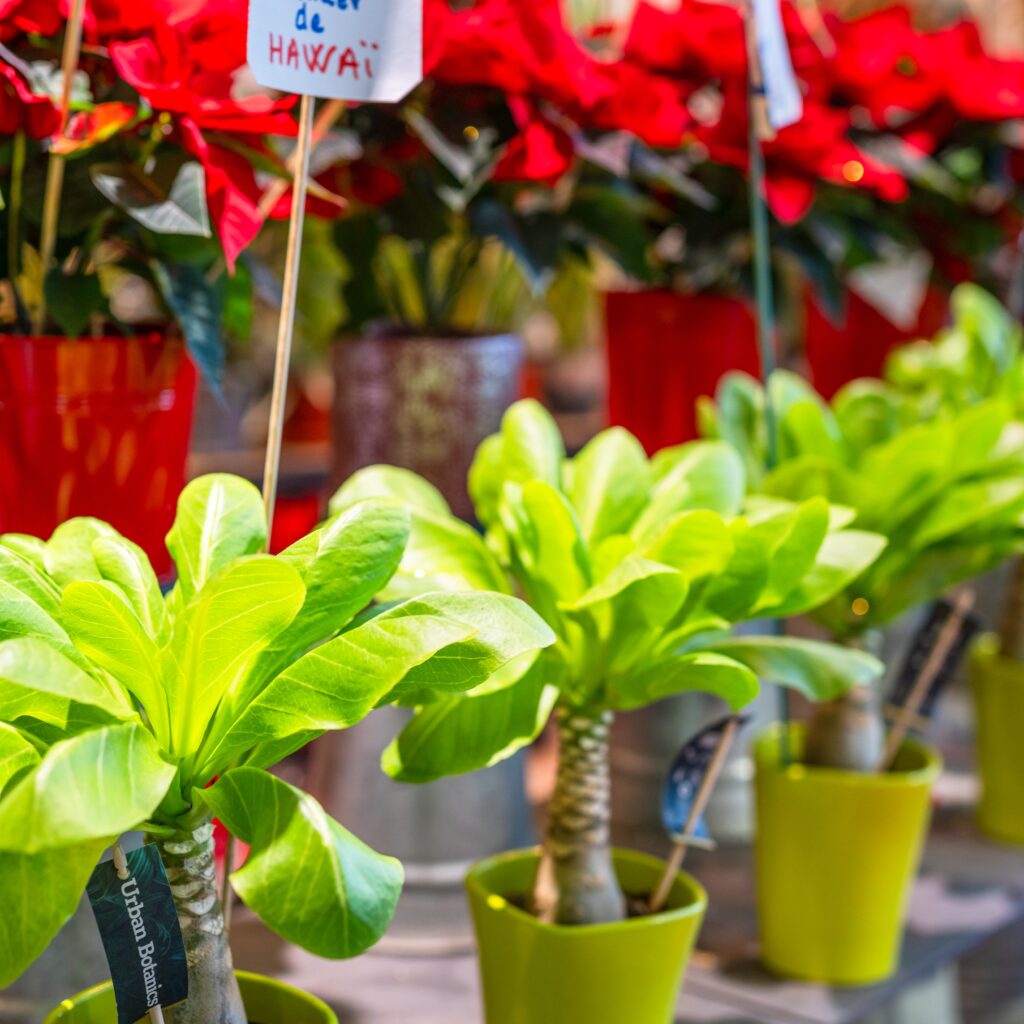 Image entrée Marques - L'Usine Mode & Maison